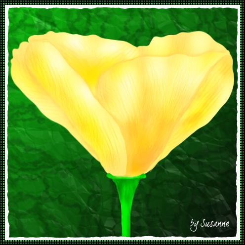 gelber Mohn