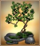 Bonsai