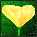 gelber Mohn