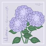 Hortensie
